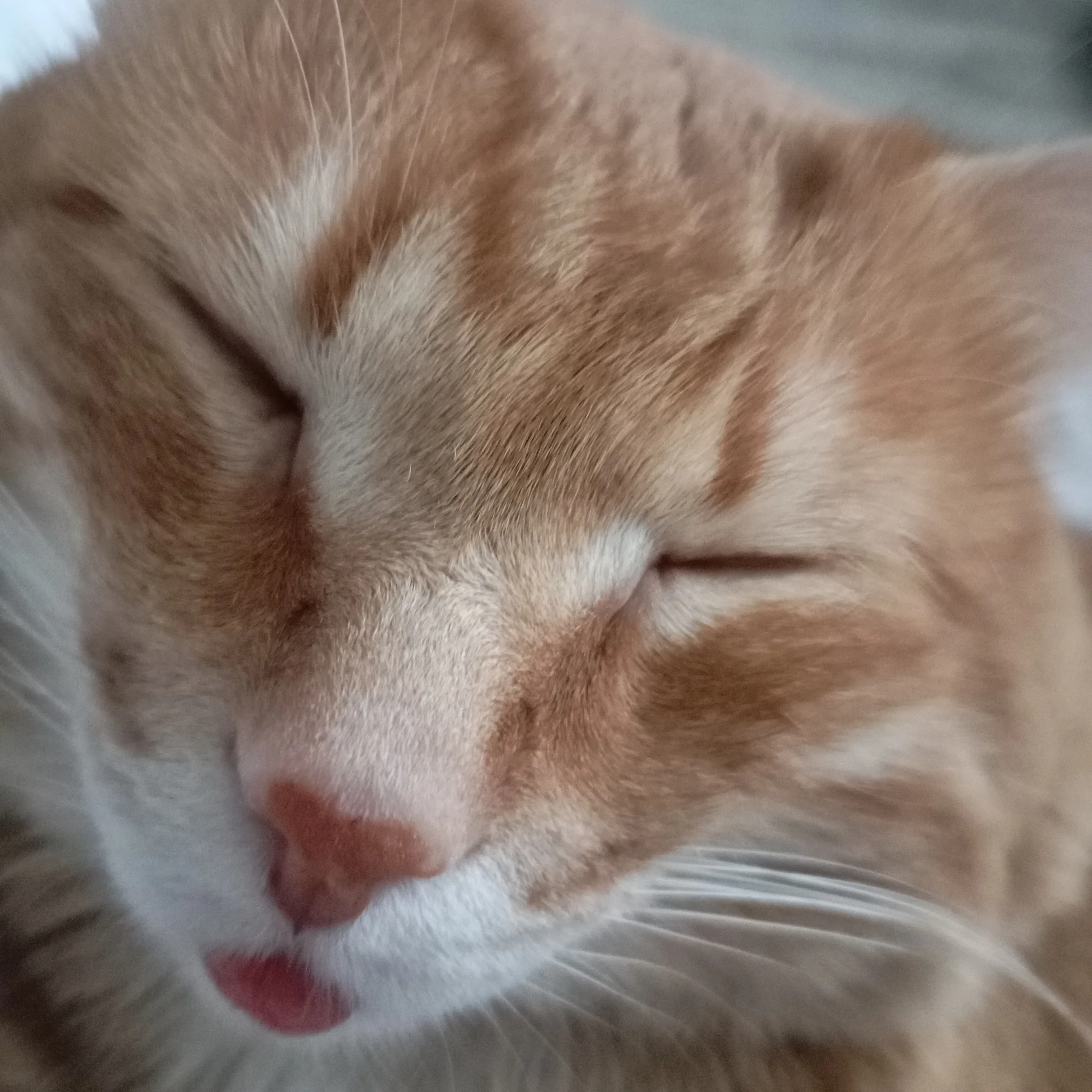 KuzyaCat's avatar